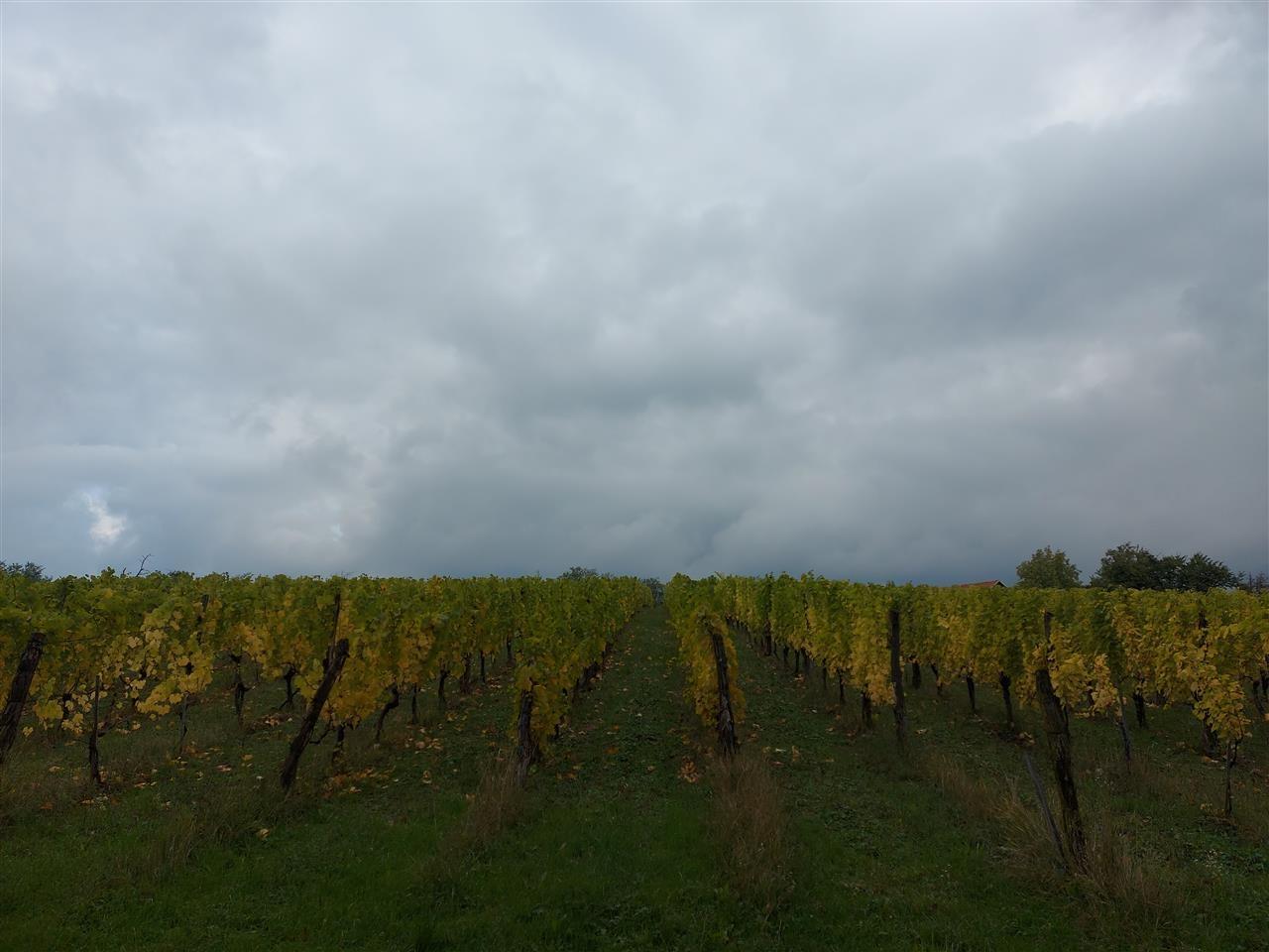 Prodaja-vinograda