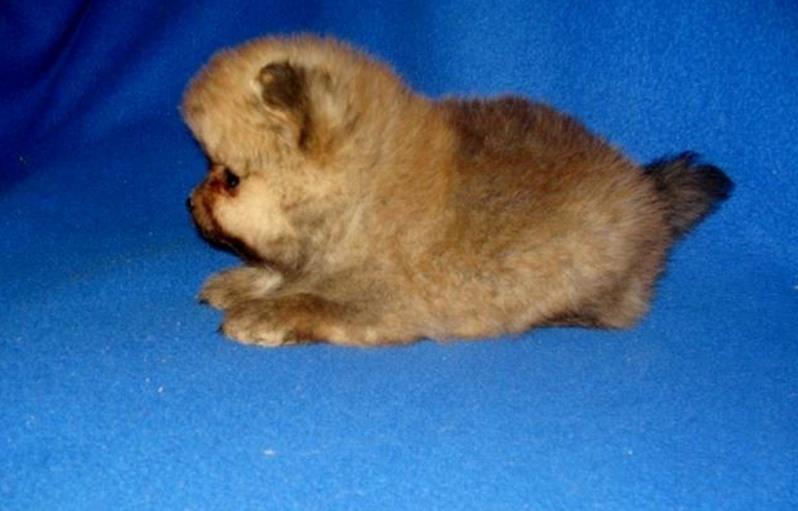 Pomeranac-stenci