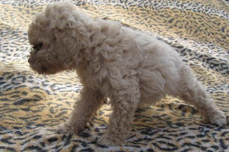 Lagotto-romagnolo---stenci