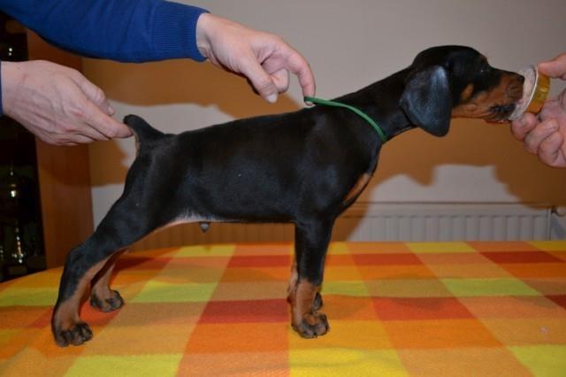 Doberman-stenad