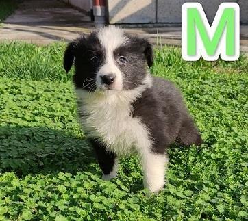 Border-koli-collie-štenci