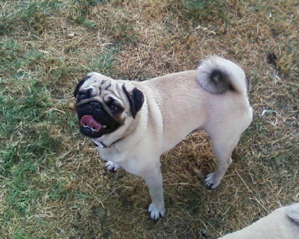 Mops-stenci