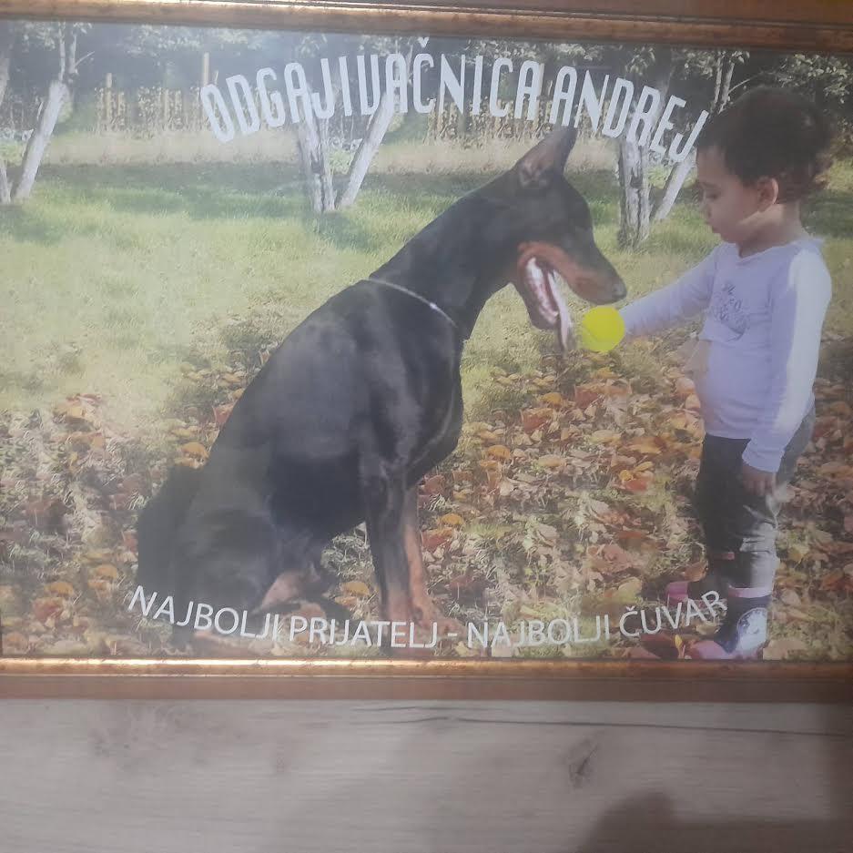 Doberman-štenci