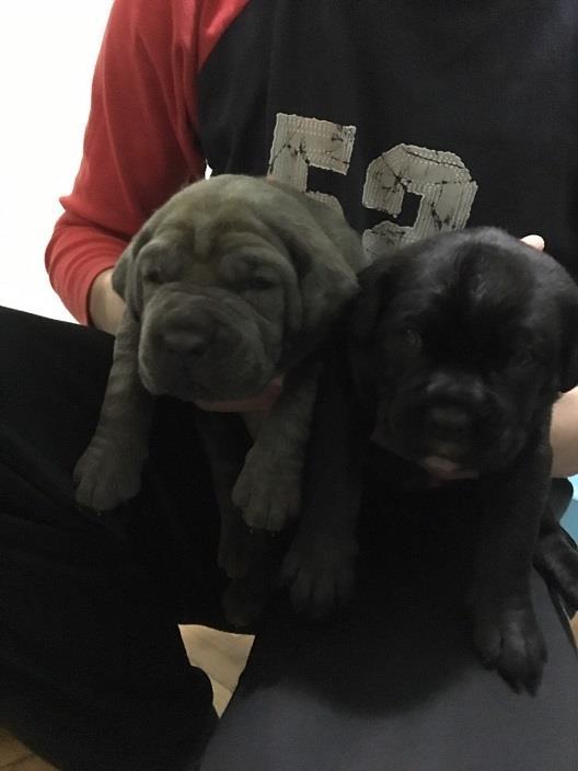 Cane-corso-štenci