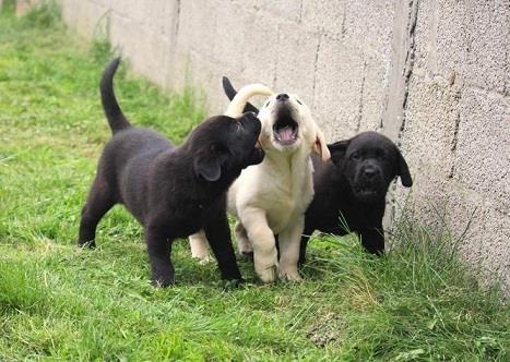 Labradori--stenad