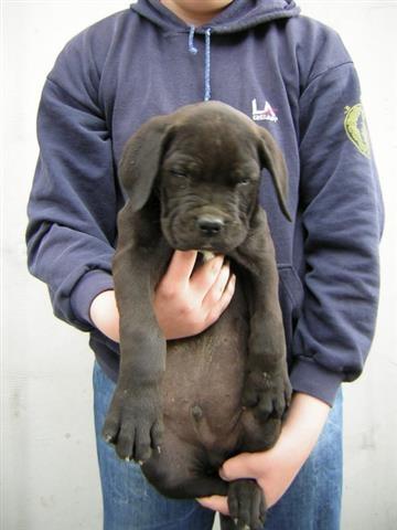 Cane-corso-stenci