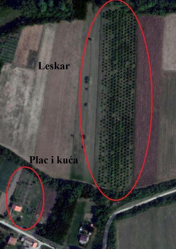 Zasad-lesnika