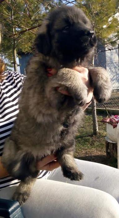 Šarplaninac