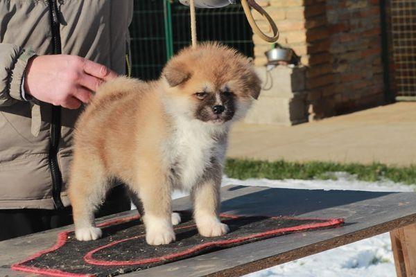 Akita-Inu