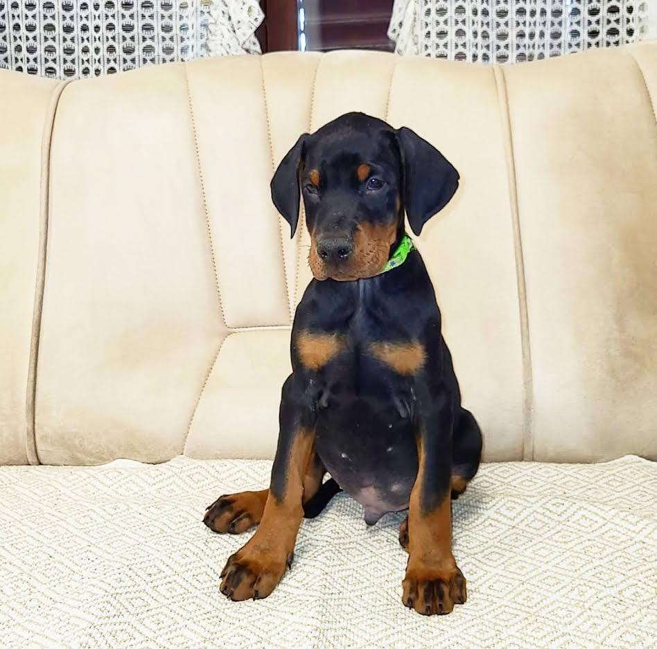 Doberman-štenci-