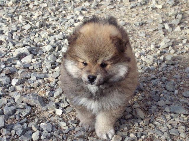 Pomeranski tip spica