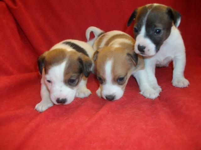 Jack-Russel-Terrier--stenad