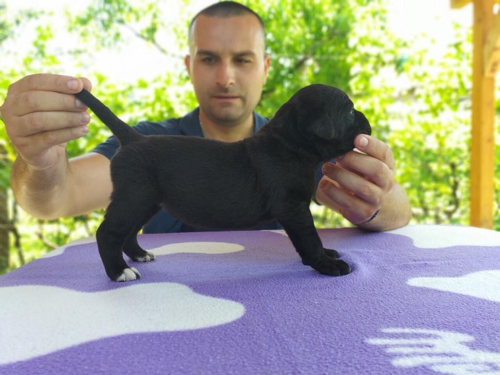Cane-corso--izlozbeni-stenci