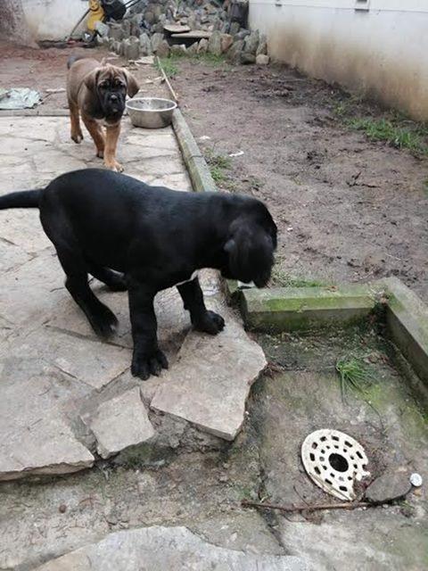 Cane-Corso-stenci