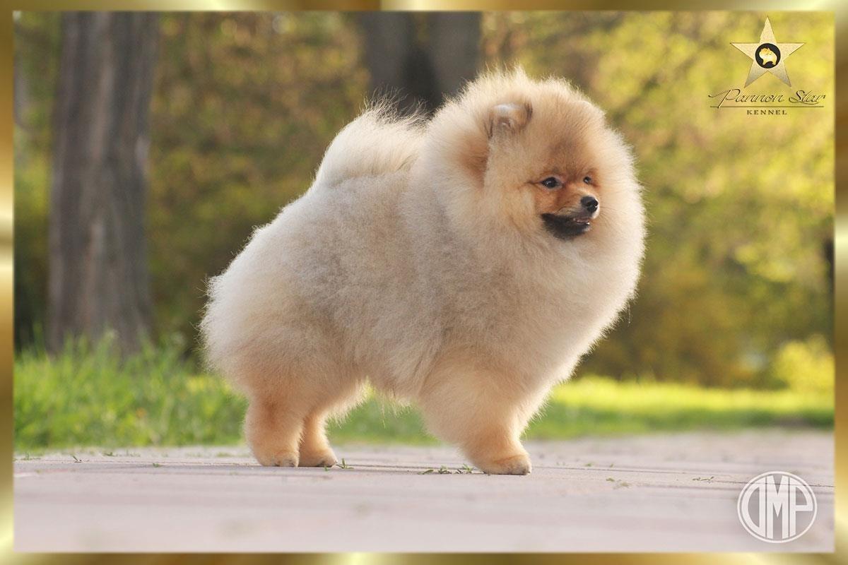 Pomeranski-spic-Pomeranac