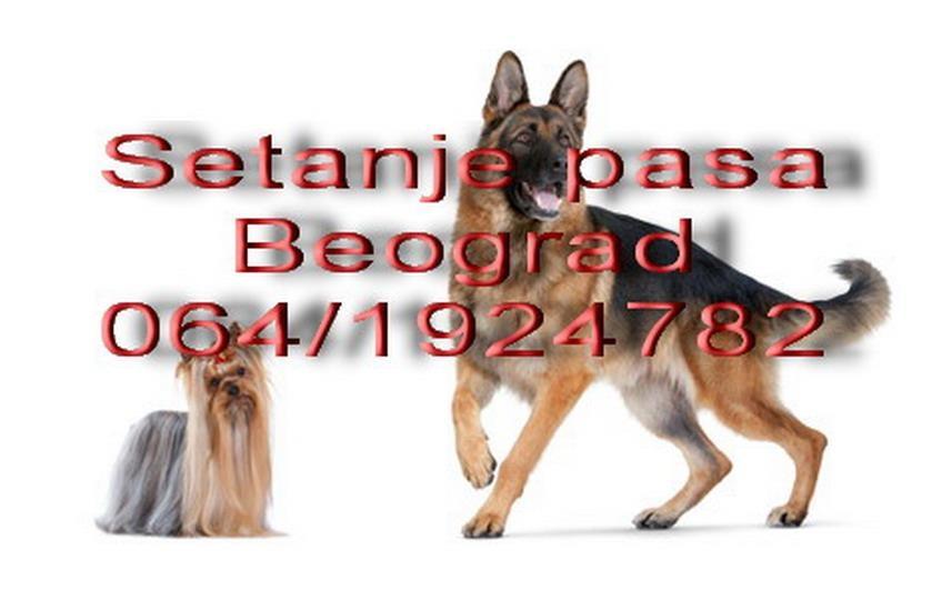 Setanje-pasa-Beograd