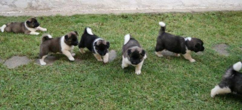 Američka-Akita--štenci-