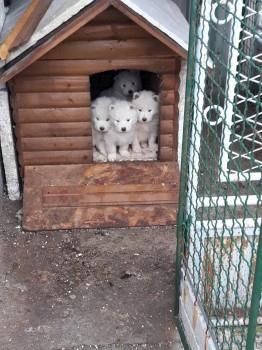Štenci-Samojeda