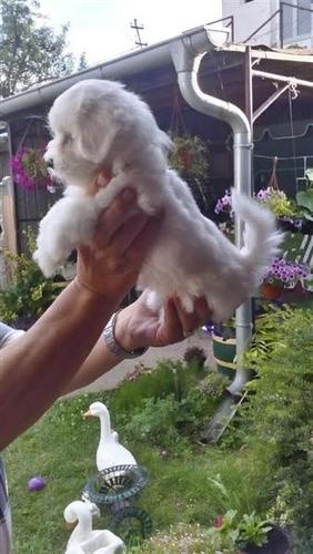 Coton de Tulear mali štenci