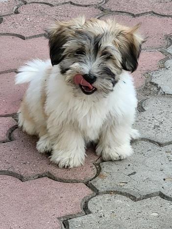 Coton-de-tulear-štenci