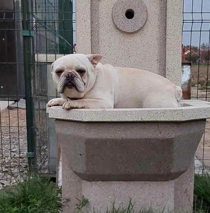 Francuski-Buldog