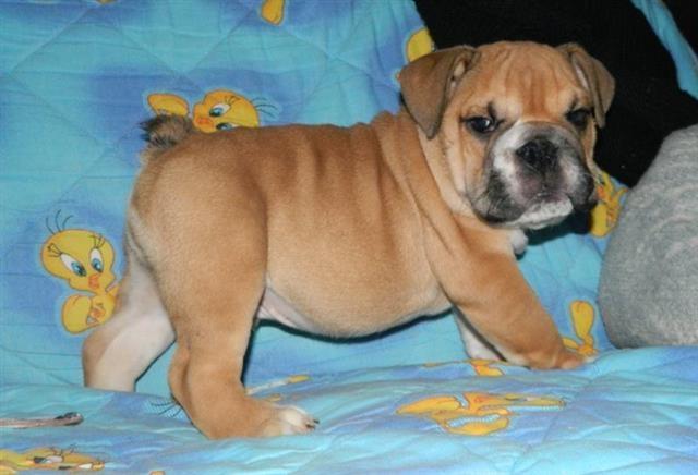 Engleski  buldog  stenad