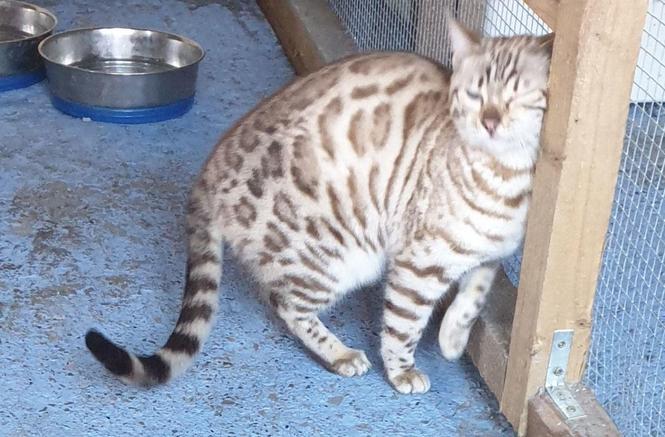 Bengalski macenca