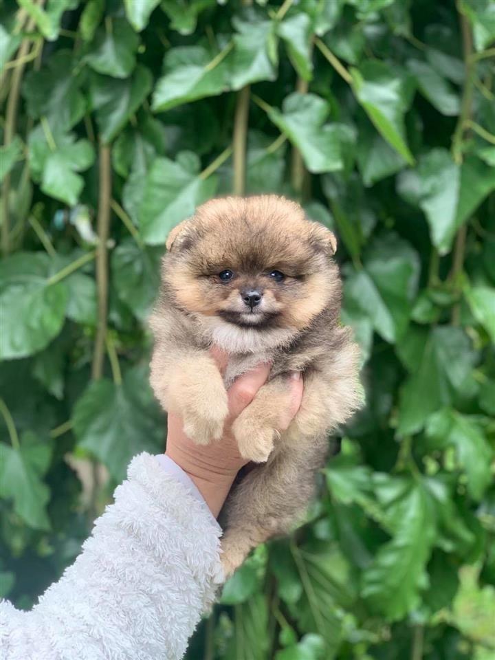Pomeranski-spic