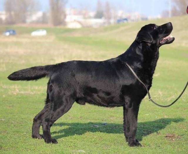 Labrador-stenci