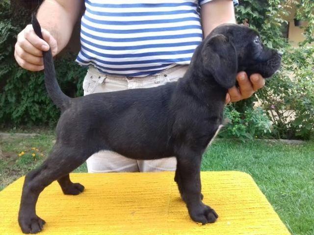 -CANE-CORSO-vrhunsko-štene-