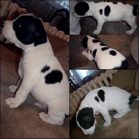 Americki-Pit-bull-Terieri--stenci