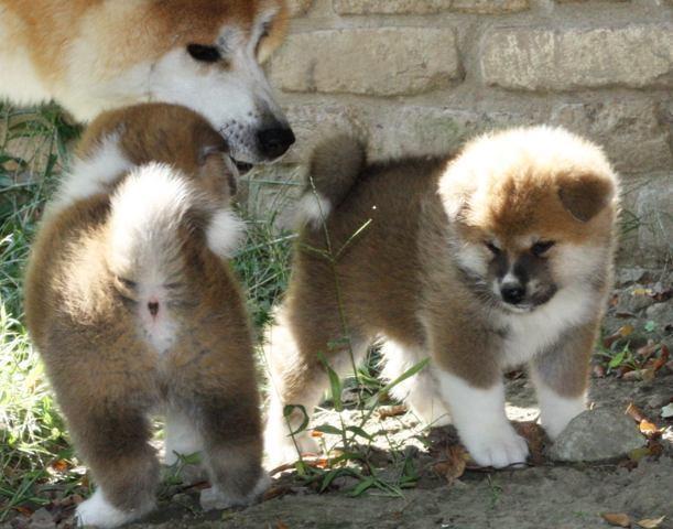 Akita-Inu--stenci