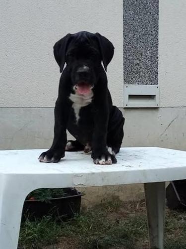 Cane Corso