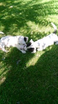 Jack-russel-terrieri