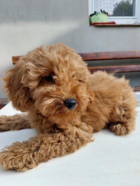 Toy-pudla