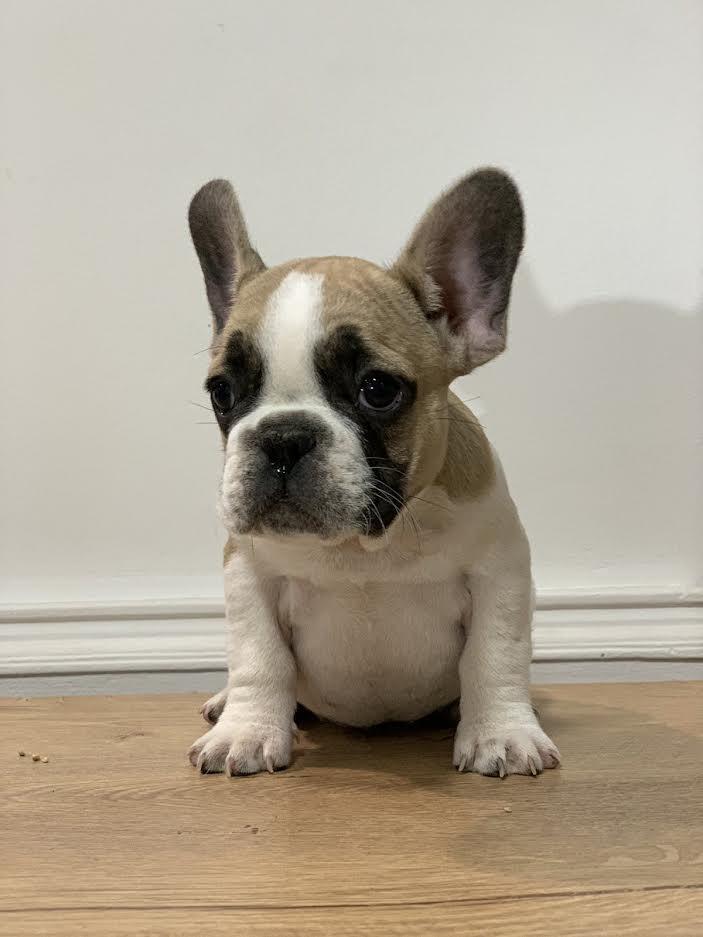 Francuski-buldog