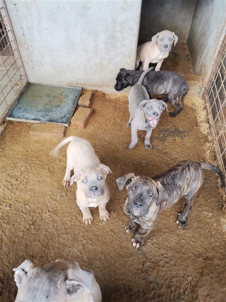 Štenci-na-prodaju-