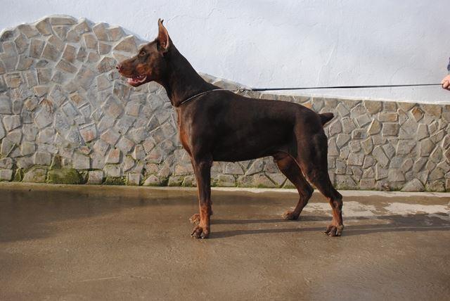 Doberman---stenci-