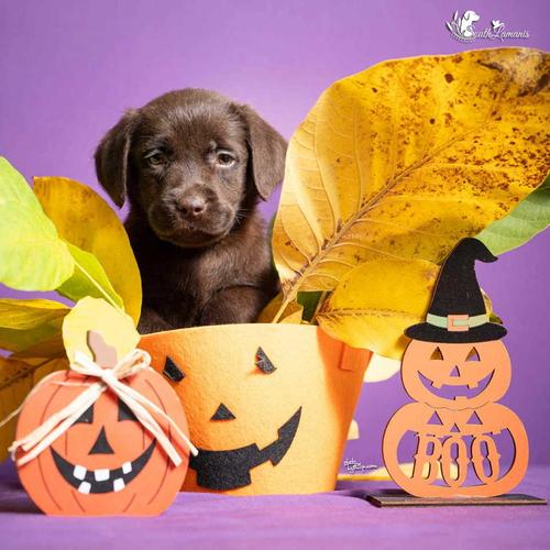 Štenci Labrador retrivera na prodaju
