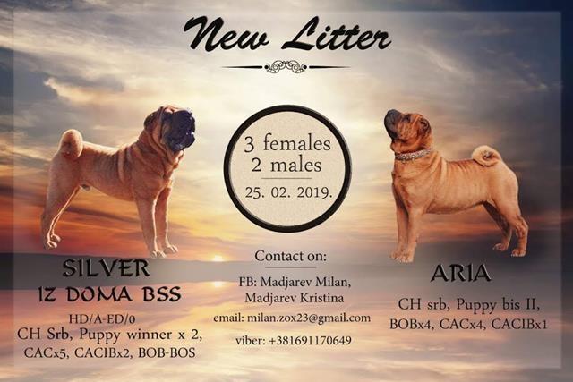 Shar Pei izvanredno leglo 