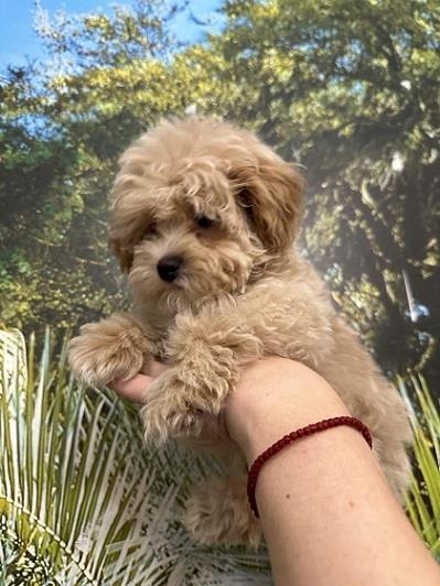 Maltipoo-stenci-