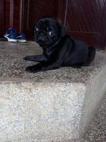 Mops štenci
