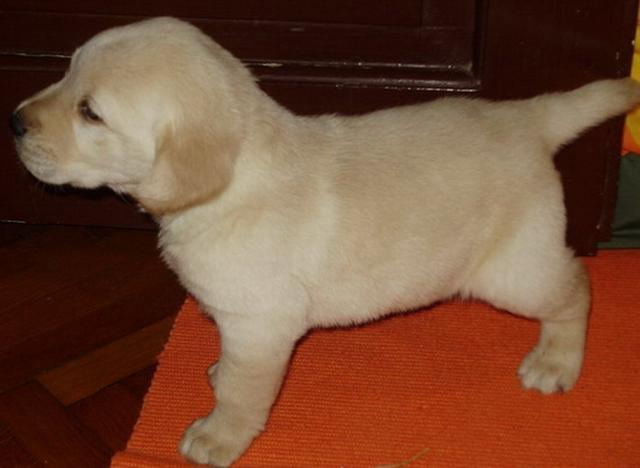 Labrador retriver štenad