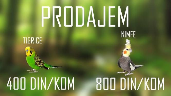 Nimfe i Tigrice