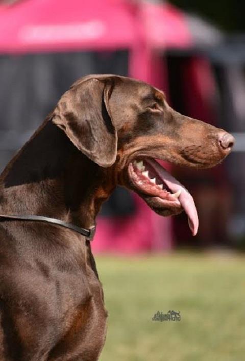 Doberman-štene