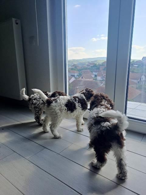 Lagotto-Romagnolo-štenci