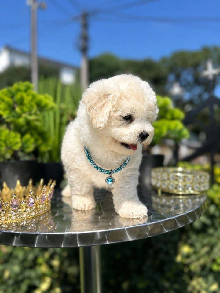 Bichon-Frise-štenci