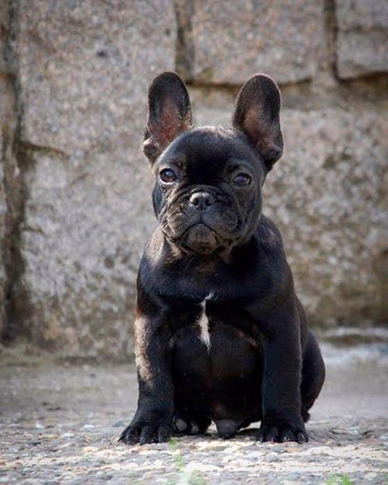 Francuski-buldog-Od-Kuce-Don-