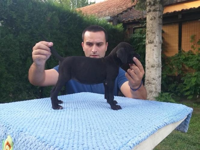 Cane corso stenci