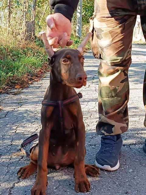 Doberman-štenci